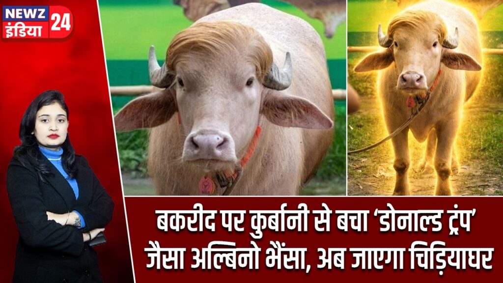 बकरीद पर कुर्बानी से बचा ‘डोनाल्ड ट्रंप’ जैसा अल्बिनो भैंसा, अब जाएगा चिड़ियाघर