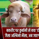 बकरीद पर कुर्बानी से बचा ‘डोनाल्ड ट्रंप’ जैसा अल्बिनो भैंसा, अब जाएगा चिड़ियाघर