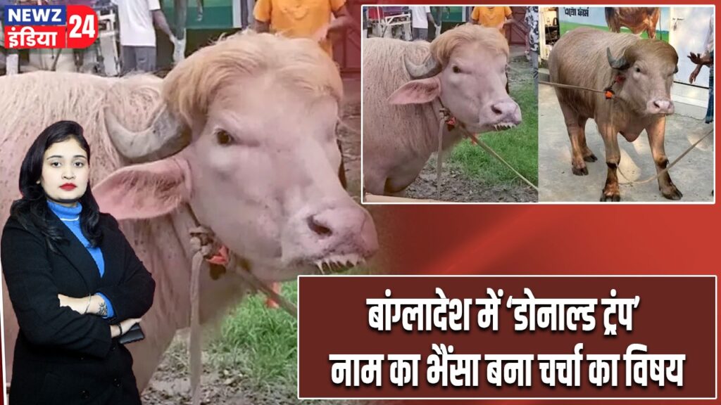 बांग्लादेश में ‘डोनाल्ड ट्रंप’ नाम का भैंसा बना चर्चा का विषय