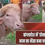 बांग्लादेश में ‘डोनाल्ड ट्रंप’ नाम का भैंसा बना चर्चा का विषय