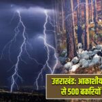 उत्तराखंड: आकाशीय बिजली गिरने से 500 बकरियों की हुई मौत