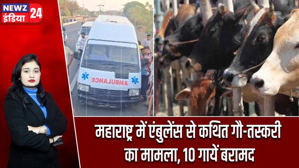 महाराष्ट्र में एंबुलेंस से कथित गौ-तस्करी का मामला, 10 गायें बरामद |