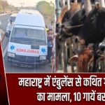 महाराष्ट्र में एंबुलेंस से कथित गौ-तस्करी का मामला, 10 गायें बरामद |