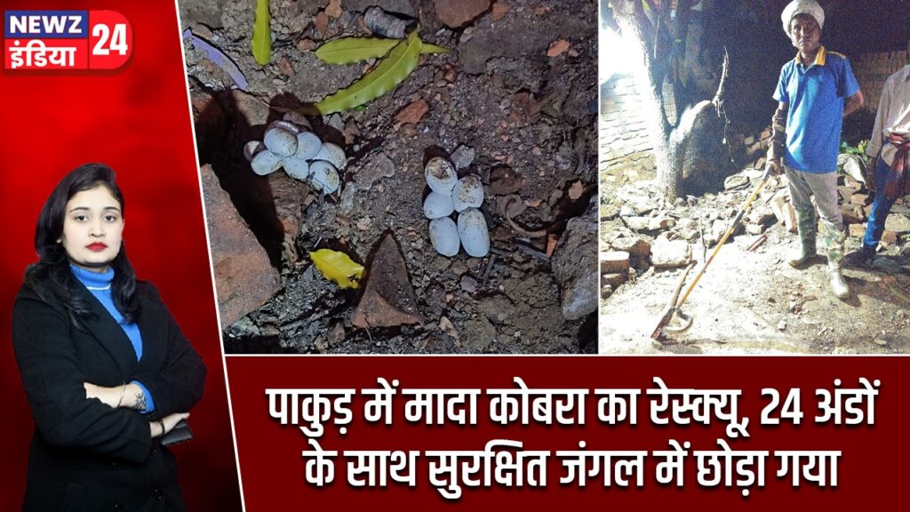 पाकुड़ में मादा कोबरा का रेस्क्यू, 24 अंडों के साथ सुरक्षित जंगल में छोड़ा गया |