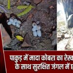 पाकुड़ में मादा कोबरा का रेस्क्यू, 24 अंडों के साथ सुरक्षित जंगल में छोड़ा गया |