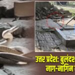 उत्तर प्रदेश: बुलंदशहर में दिखा नाग-नागिन का जोड़ा