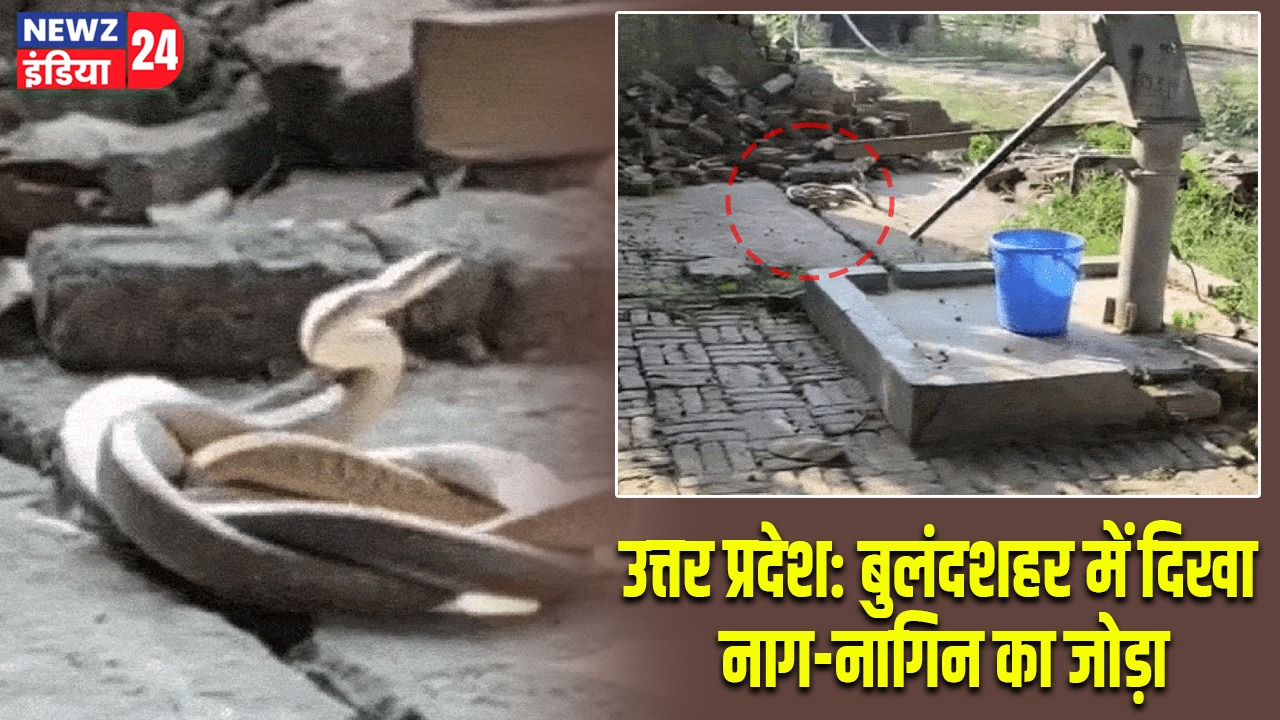 उत्तर प्रदेश: बुलंदशहर में दिखा नाग-नागिन का जोड़ा