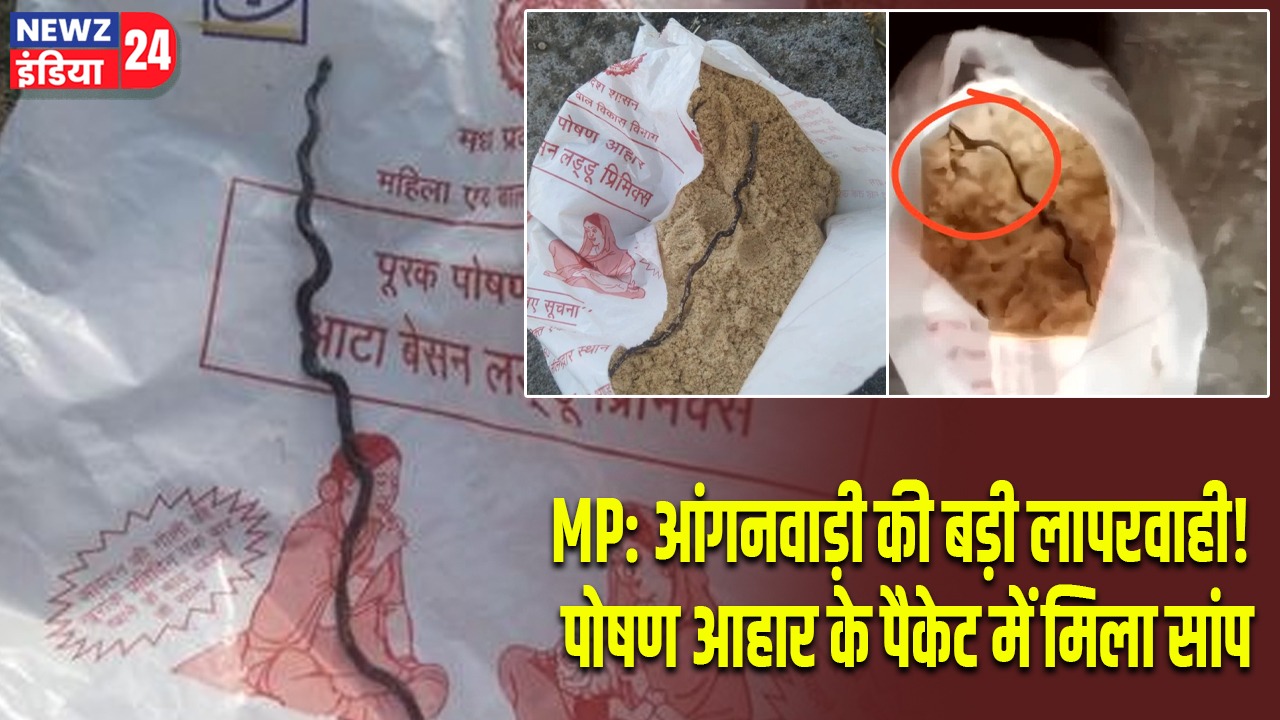 MP: आंगनवाड़ी की बड़ी लापरवाही! पोषण आहार के पैकेट में मिला सांप |