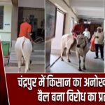 चंद्रपुर में किसान का अनोखा प्रदर्शन, बैल बना विरोध का प्रतीक |