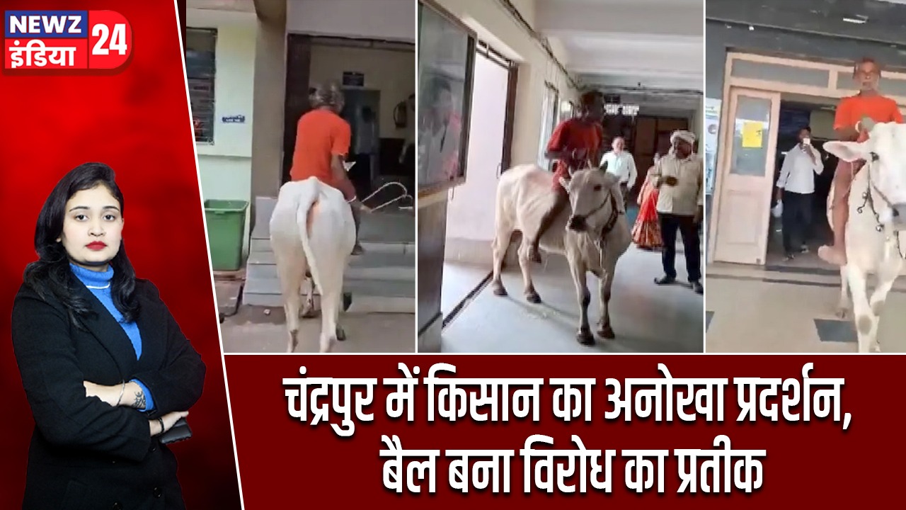 चंद्रपुर में किसान का अनोखा प्रदर्शन, बैल बना विरोध का प्रतीक |