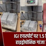 IGI एयरपोर्ट पर 1.5 किलो हाइड्रोपोनिक गांजा जब्त