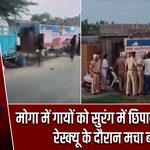 मोगा में गायों को सुरंग में छिपाने का आरोप, रेस्क्यू के दौरान मचा बवाल