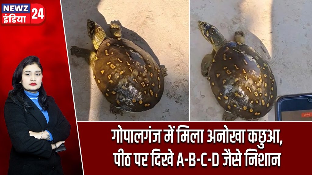 गोपालगंज में मिला अनोखा कछुआ, पीठ पर दिखे A-B-C-D जैसे निशान |