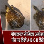 गोपालगंज में मिला अनोखा कछुआ, पीठ पर दिखे A-B-C-D जैसे निशान |