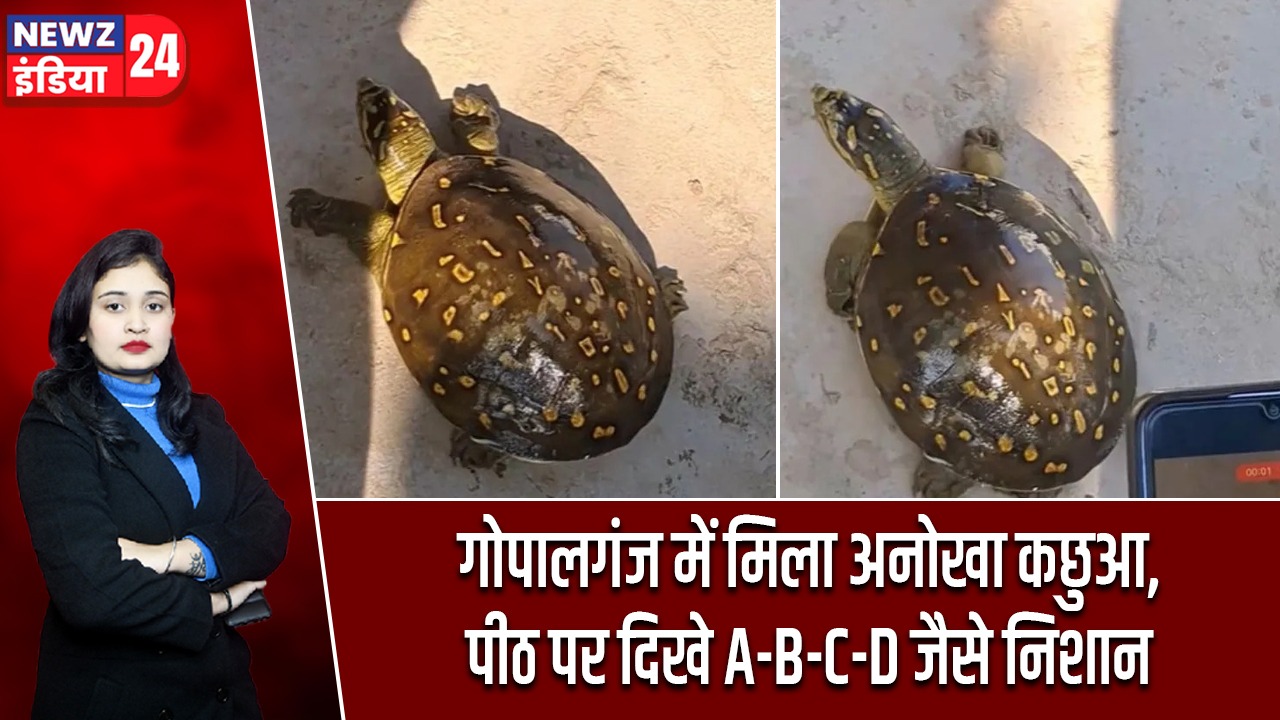 गोपालगंज में मिला अनोखा कछुआ, पीठ पर दिखे A-B-C-D जैसे निशान |