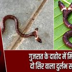 गुजरात के दाहोद में मिला दो सिर वाला दुर्लभ सांप