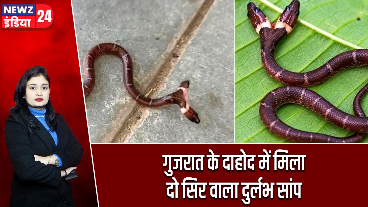 गुजरात के दाहोद में मिला दो सिर वाला दुर्लभ सांप