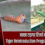 बक्सा टाइगर रिजर्व में Tiger Reintroduction Programme लॉन्च