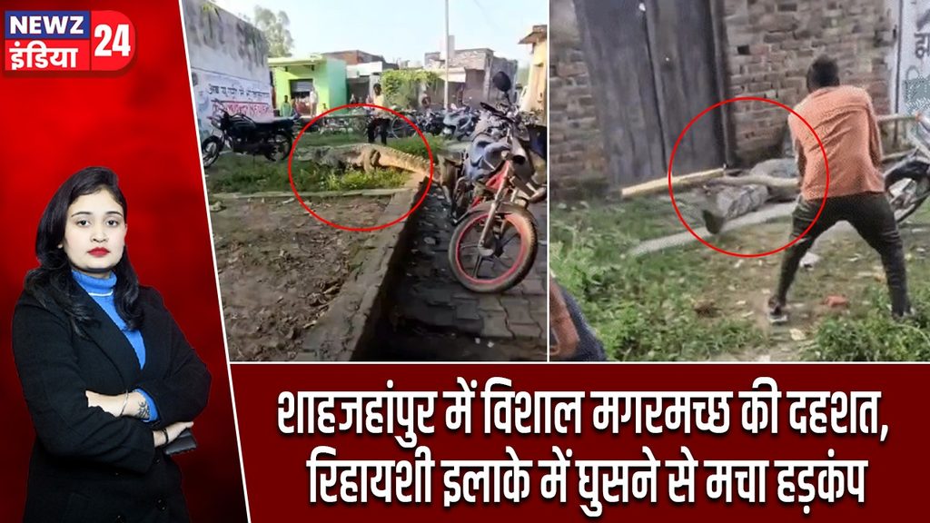 शाहजहांपुर में विशाल मगरमच्छ की दहशत, रिहायशी इलाके में घुसने से मचा हड़कंप
